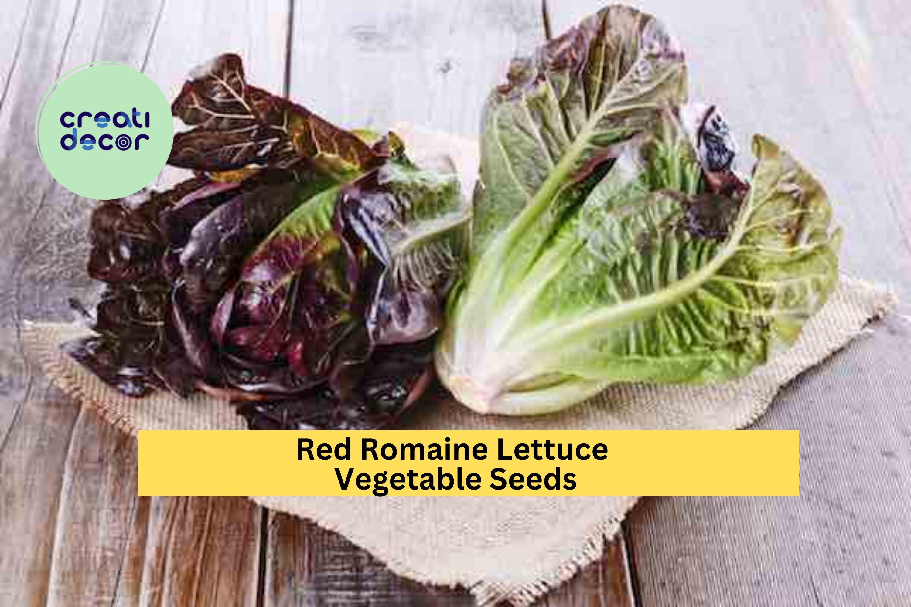3pcs of 1g Red Romaine Lettuce Seeds – Crisp, Colorful Heirloom Variety for Salads, Raised Beds, and Container Gardens Seeds for Planting