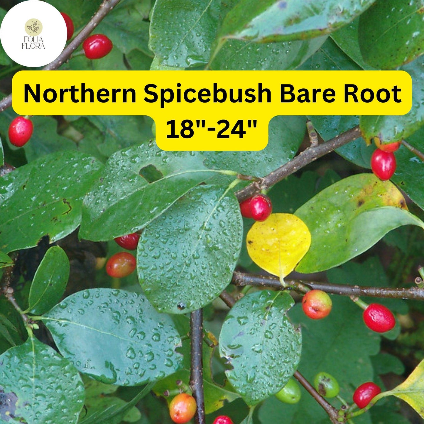 1 Lindera benzoin Northern Spicebush - Live Bare Root Plant 18"-24" for Zones 4-9 - Fragrant Wildlife-Friendly Shrub