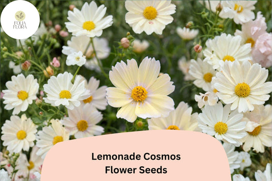 200+ Lemonade Cosmos Seeds | Cosmos Bipinnatus Soft Yellow Blooms | Garden & Pollinator Flower Seeds