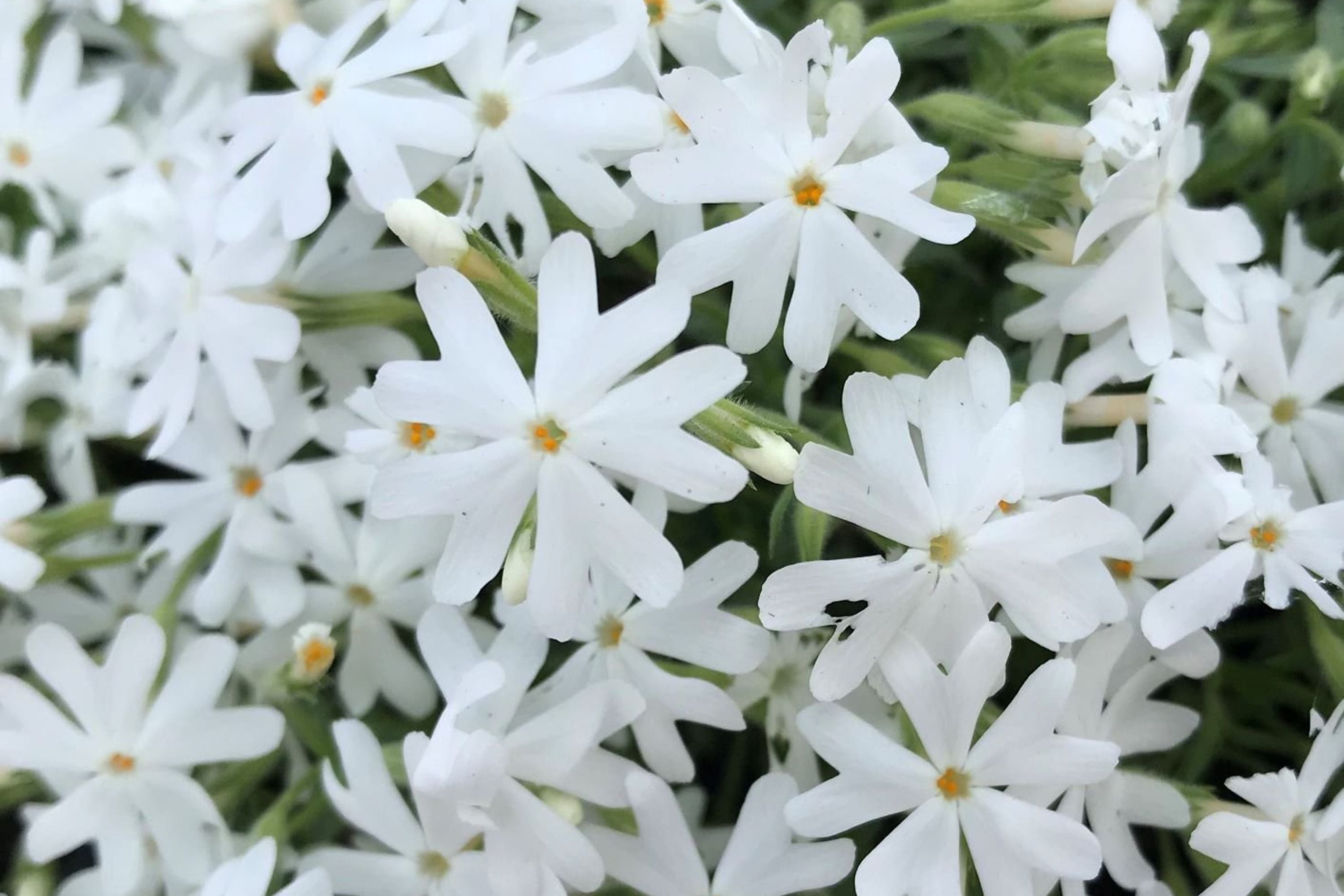 Snowflake Creeping Phlox Seeds - 100+ White Ground Cover Seeds - USA Grown -  - Drought Tolerant - Butterfly Garden - Perennial