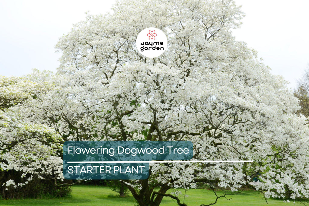 Live Flowering Dogwood Tree - Bare Root 2-3 Ft Plant - Cornus Florida (USDA Zones 4-9)
