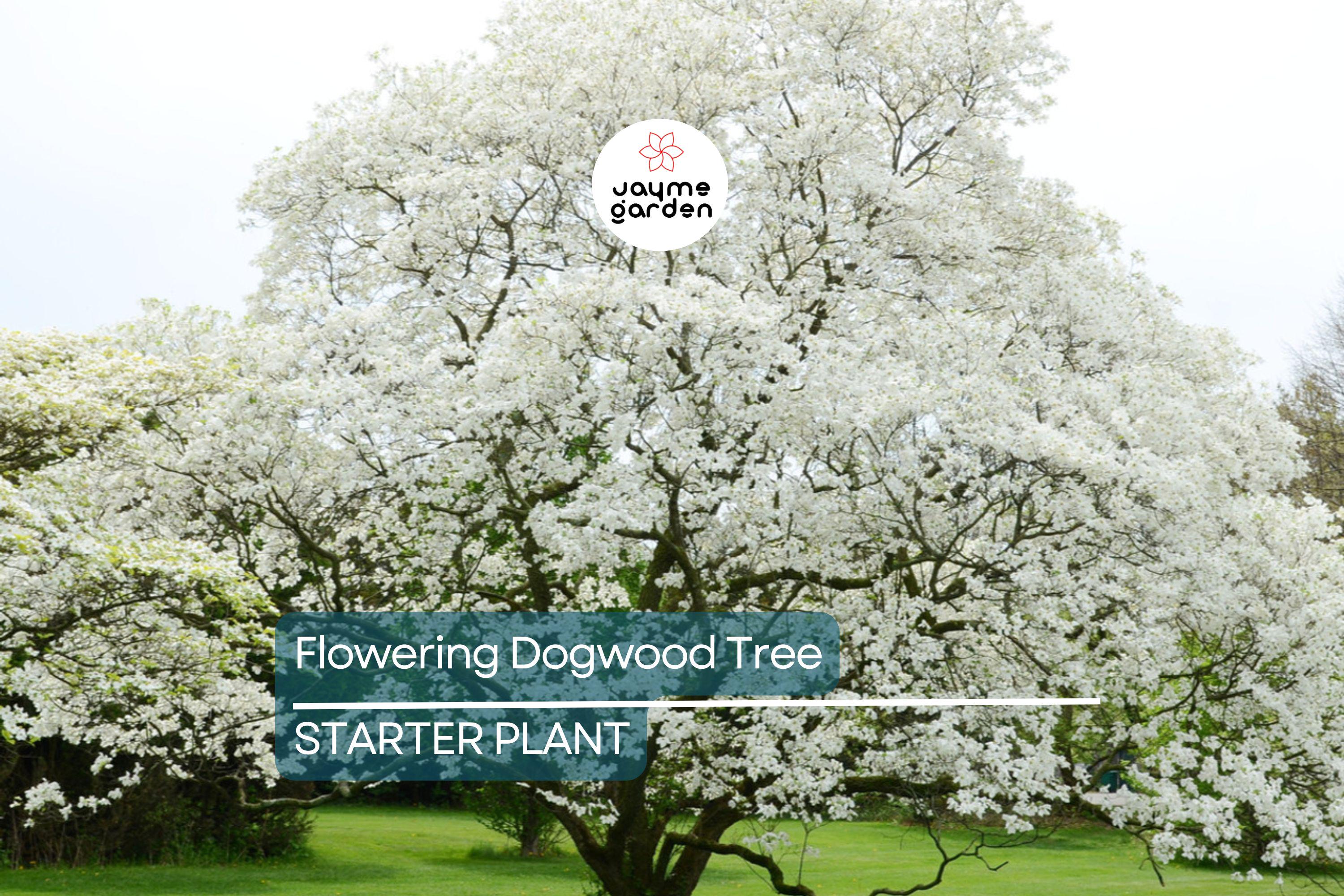 Live Flowering Dogwood Tree - Bare Root 2-3 Ft Plant - Cornus Florida (USDA Zones 4-9)