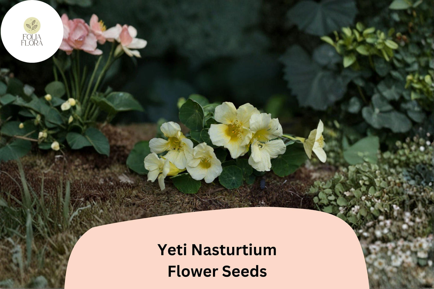 50+ Yeti Nasturtium Seeds | Tropaeolum majus | White Blooms | Trailing Annual for Garden, Containers