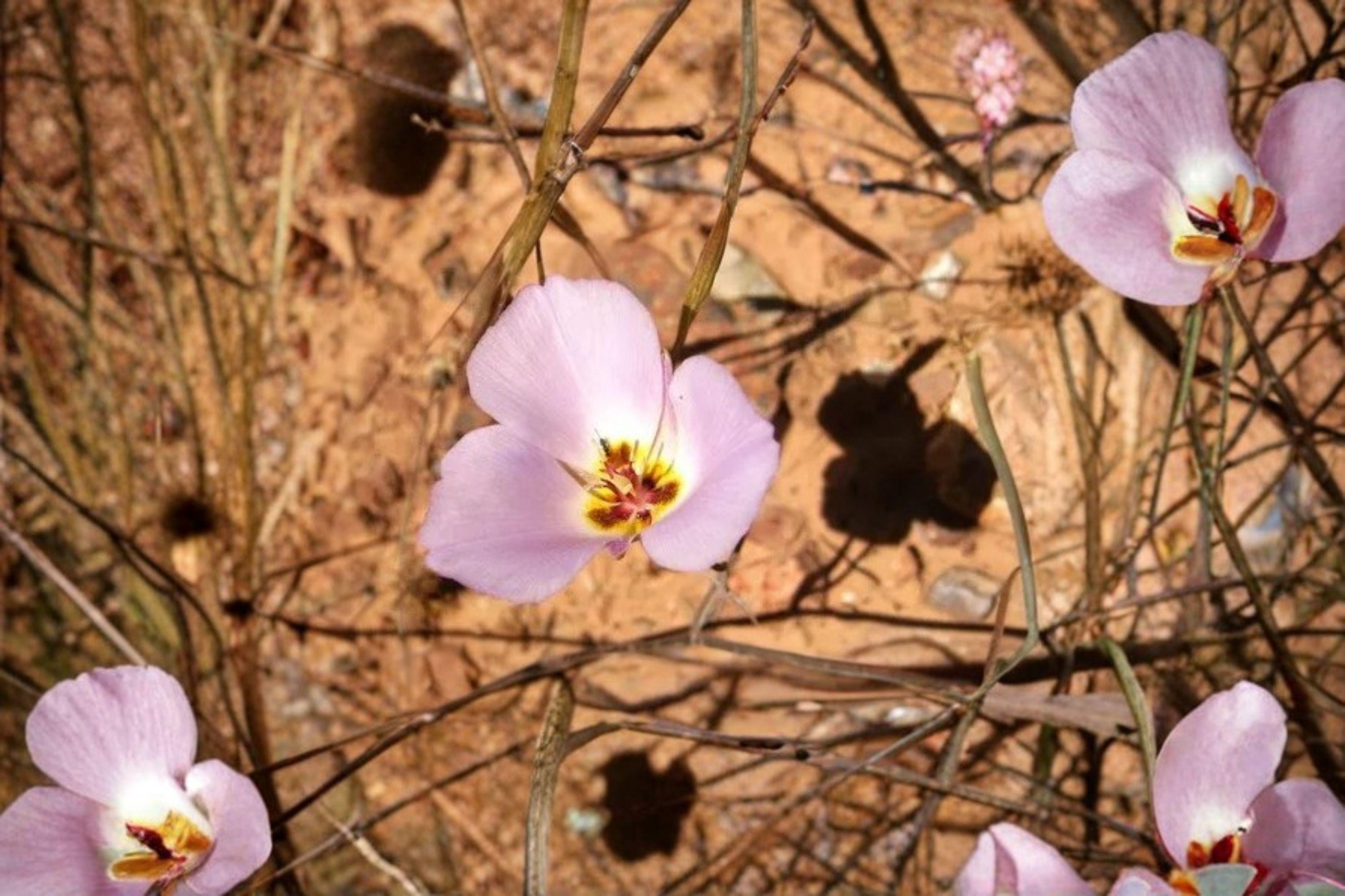 Calochortus flexuosus Winding Mariposa Lily / Straggling Mariposa Lily – 30 Seeds | Native Western Wildflower | Elegant Mariposa Lily