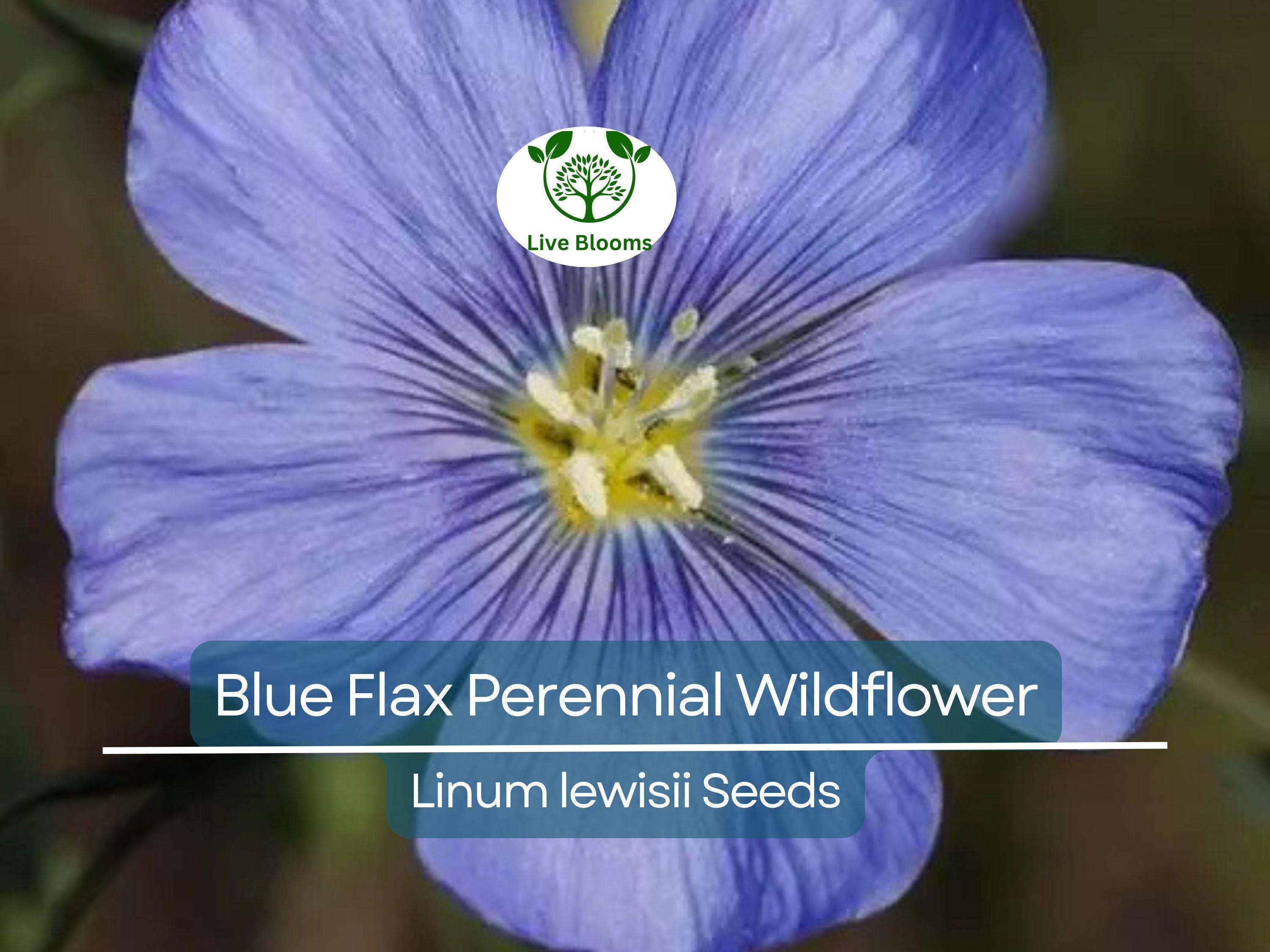 500 Seeds Blue Flax Perennial Wildflower Linum lewisii - Non-GMO American Native, Drought Tolerant, Beautiful Blooms, Pollinator Friendly