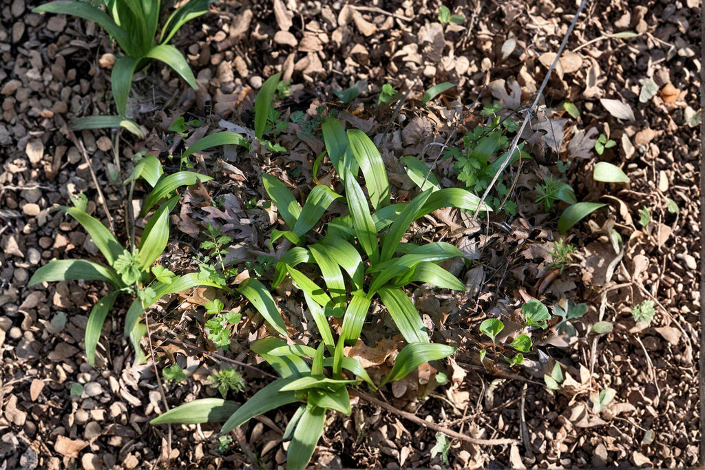 Wild Leek / Ramp / Allium tricoccum – 10 Seeds | Native Woodland Plant | Spring Ephemeral | Gourmet Foraging Favorite