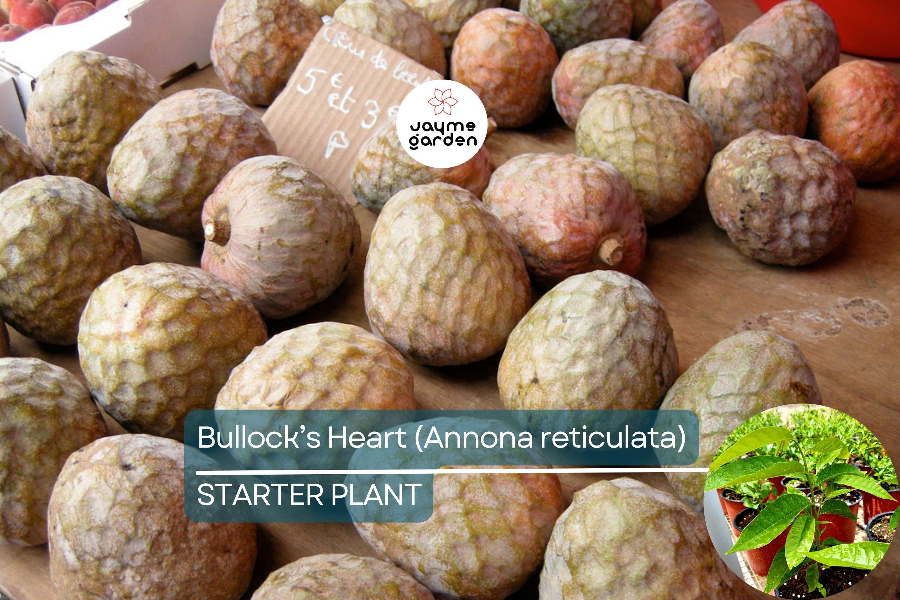 Bullock’s Heart Tree (Annona reticulata) Tropical Fruit Tree 12"-24" Starter | Unique Heart-Shaped Fruit, Sweet & Creamy Flavor