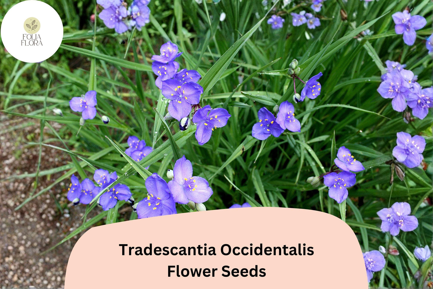 100 Tradescantia occidentalis Seeds | Prairie Spiderwort | Native Wildflower for Garden & Pollinators