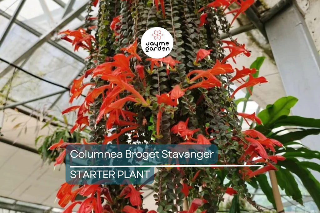 Columnea Broget Stavanger | Goldfish Plant | Lipstick Plant | Red Flowers | 2-Inch Potted Starter Plant