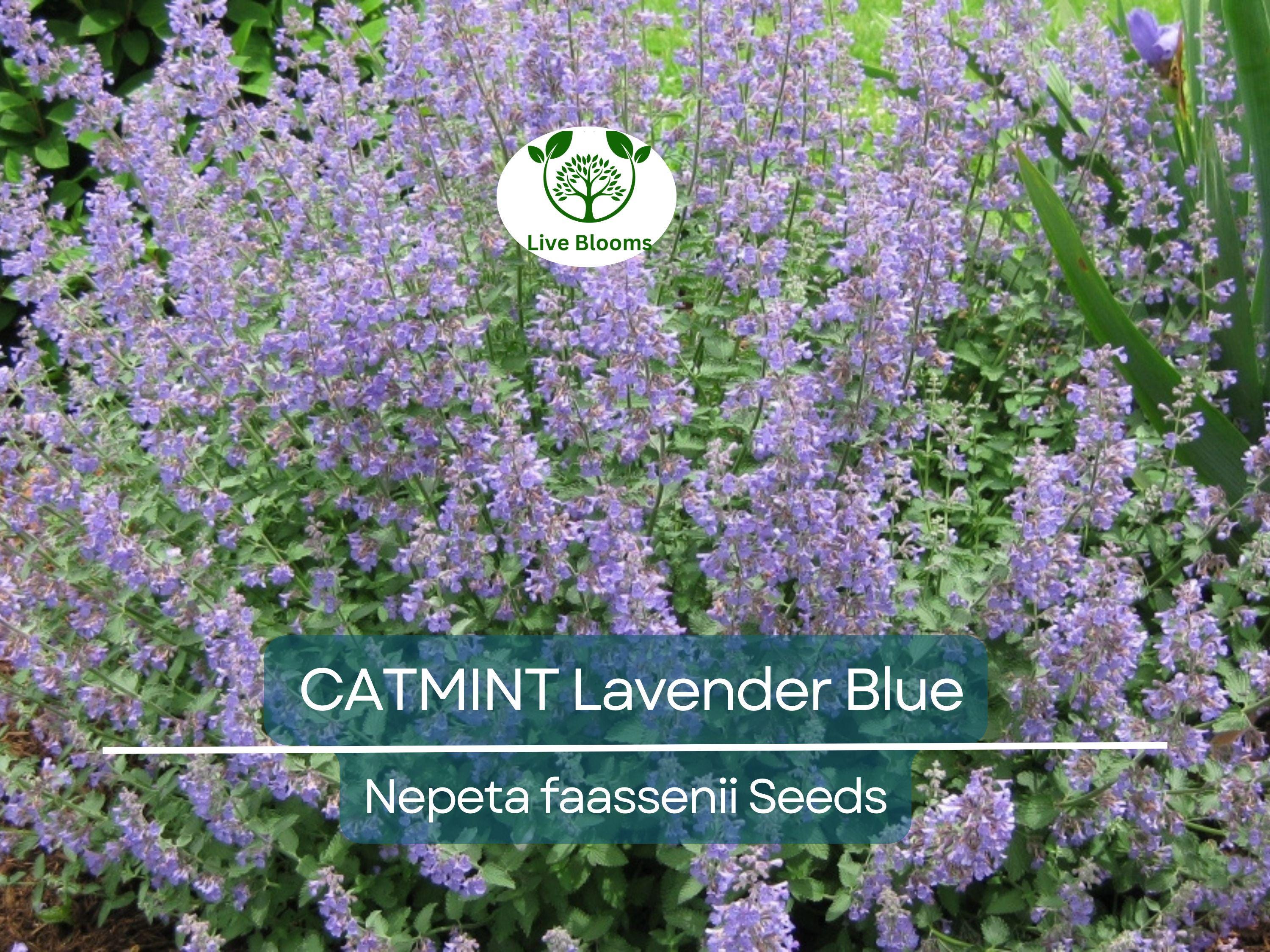 200 Seeds CATMINT Lavender Blue Heirloom Perennial Non-GMO, Nepeta faassenii, Aromatic Herb, Attracts Pollinators, Low Maintenance Plant