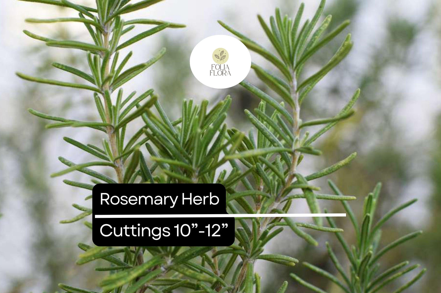 Organic Rosemary Herb Plants (Rosmarinus officinalis) | Live Dipped Cuttings 10”-12”