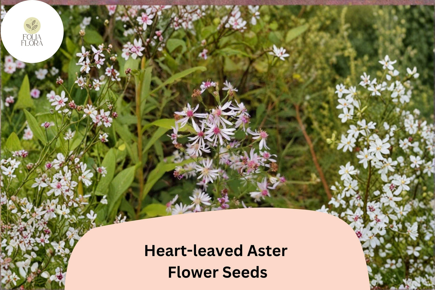 500 Symphyotrichum cordifolium Seeds | Heart-leaved Aster | Native Purple Wildflower for Shade & Pollinator Gardens