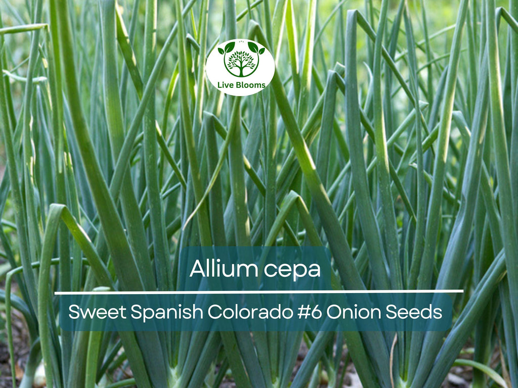 250 mg Sweet Spanish Onion Seeds - Allium cepa Colorado #6 | Heirloom Vegetable Seeds for Planting, Gardening & Sweet Bulbs Harvest