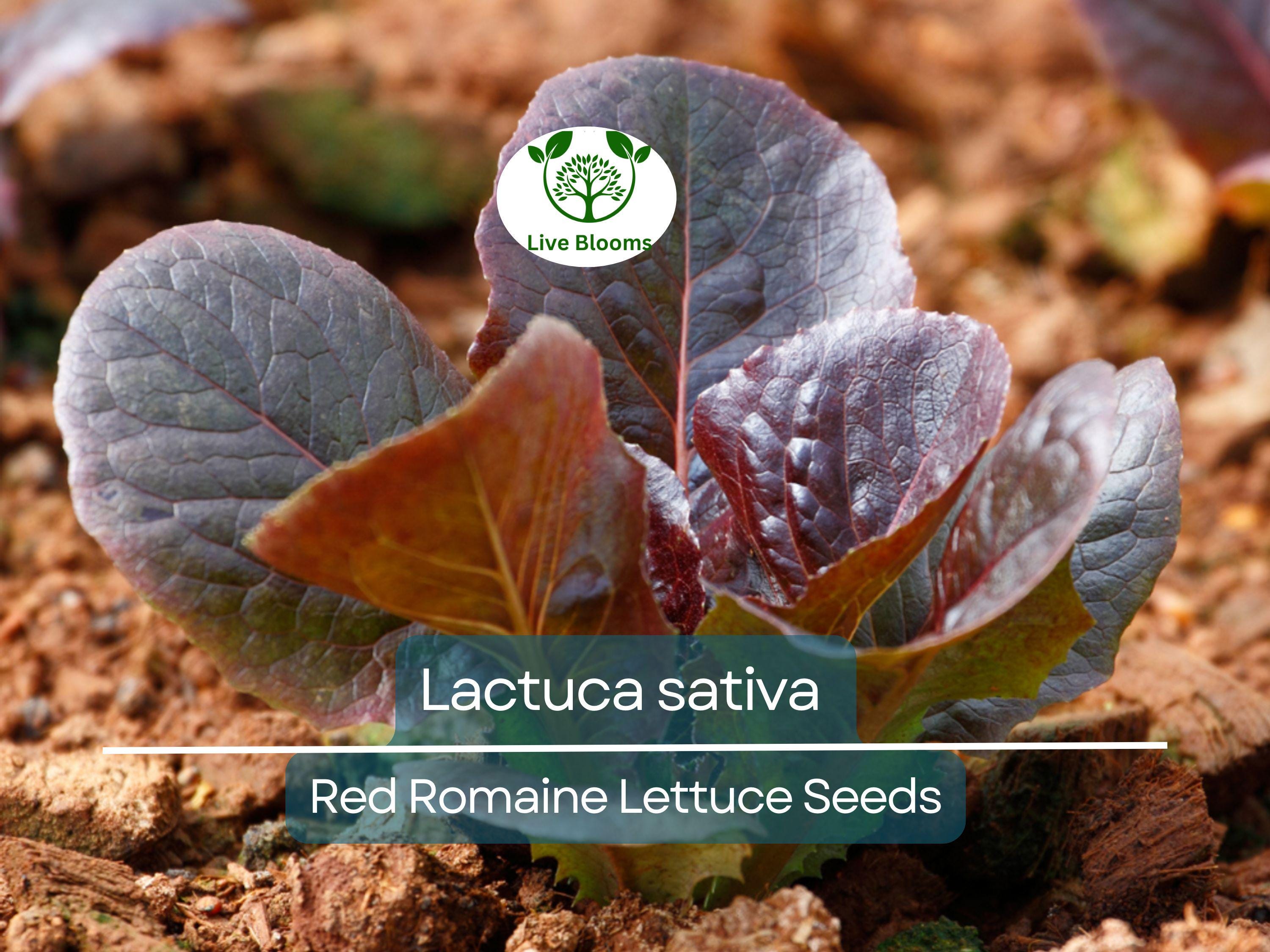 700 Seeds Red Romaine Lettuce – Lactuca sativa | Heirloom Lettuce Seeds for Planting, Gardening & Fresh, Vibrant Harvests