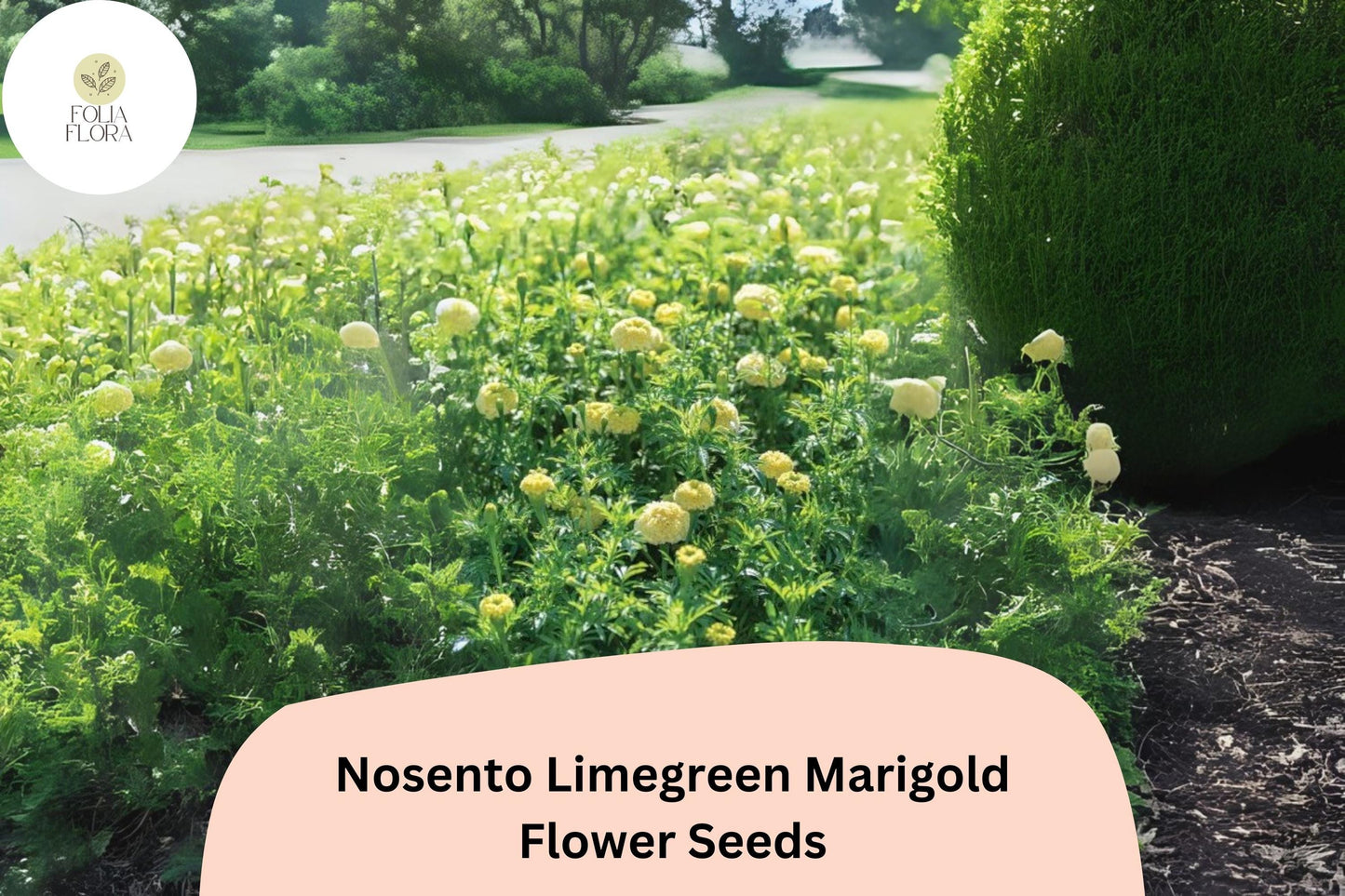 25+ Nosento Limegreen Marigold Seeds | Tagetes erecta | Unique Green Marigold | Rare Annual Flower for Garden Planting