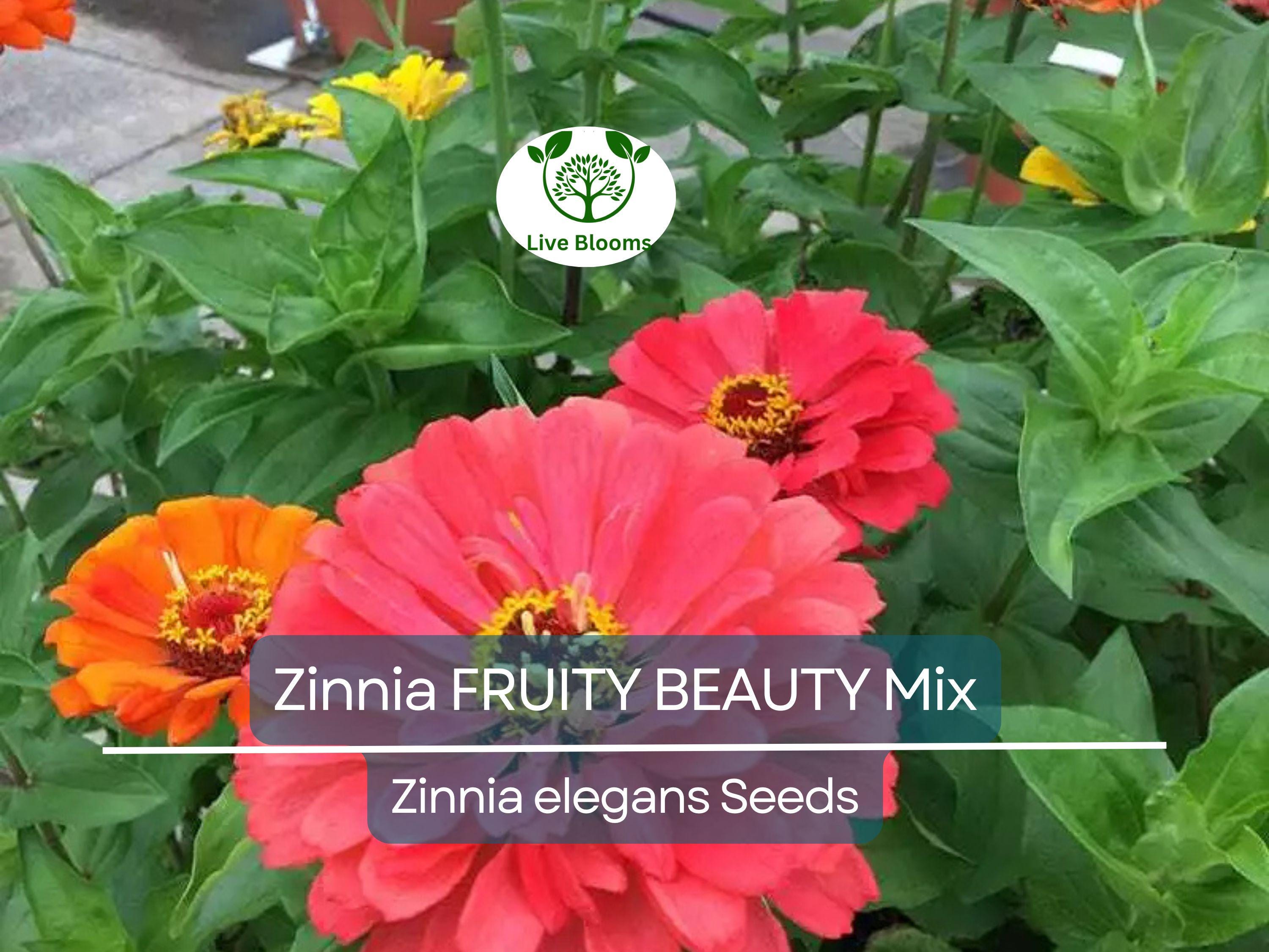 200 Seeds Zinnia FRUITY BEAUTY Mix, Non-GMO, Attracts Hummingbirds & Butterflies, Vibrant Garden Blooms, Easy to Grow Annual Flowers