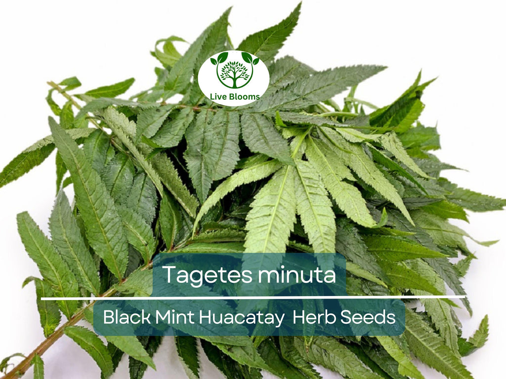 100 Black Mint Huacatay Seeds for Planting - Peruvian Herb, Tagetes minuta, Aromatic Herb for Cooking, Easy to Grow
