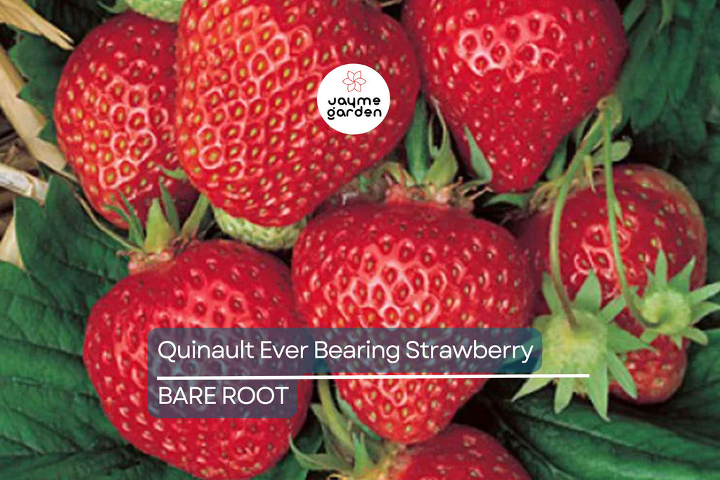Quinault Everbearing Strawberry Plants - 25 Bareroot Plants, Large & Sweet, Zones 4-9