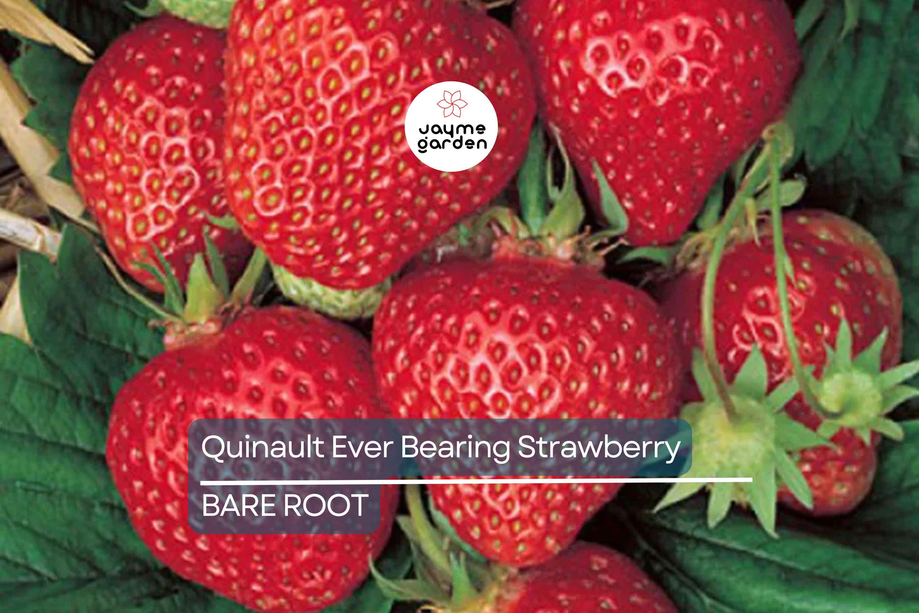 Quinault Everbearing Strawberry Plants - 25 Bareroot Plants, Large & Sweet, Zones 4-9