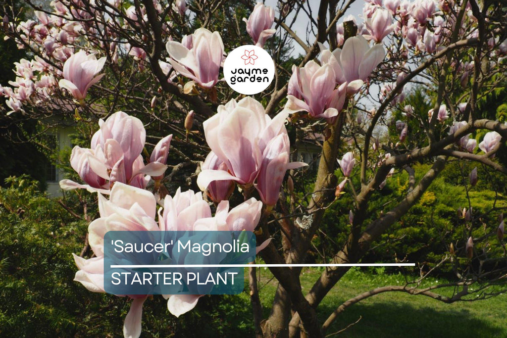 Saucer Magnolia Starter Plant | 6-12 Inch Dormant Sapling | Bare Root Flowering Tree or Shrub | Pink-White Spring Blooms | Zones 4-9