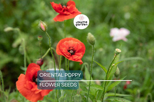 Oriental Poppy Seeds - 200+ Perennial Flower Seeds, Reddish-Orange Blooms, Zones 3-8, Full Sun, Low Maintenance, Free Shipping