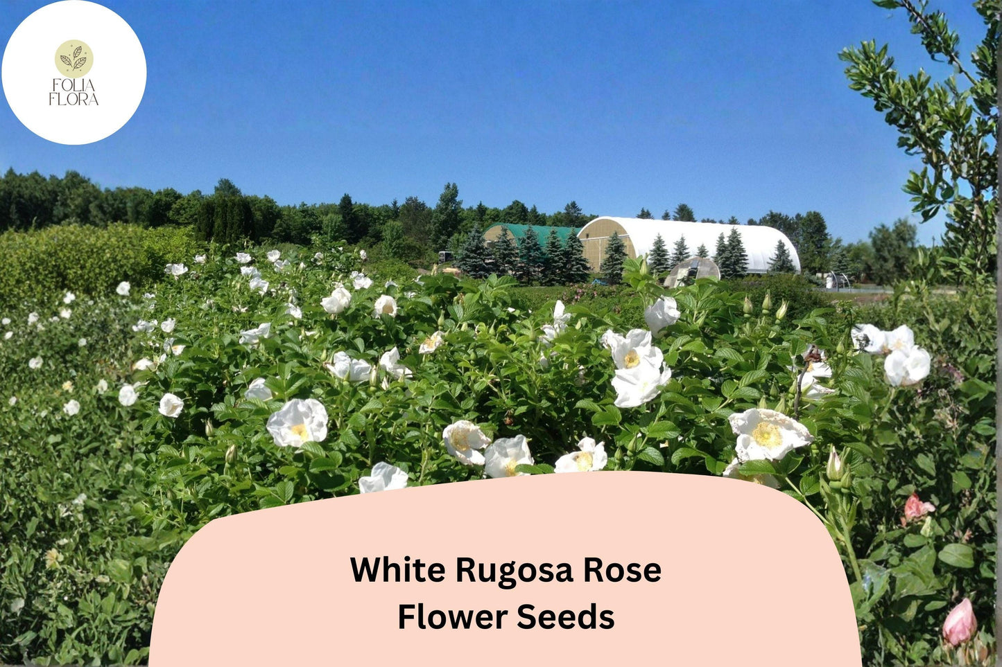 White Rugosa Rose Seeds – 25 Rosa rugosa Alba | Hardy Fragrant Flowering Shrub for Garden & Landscape