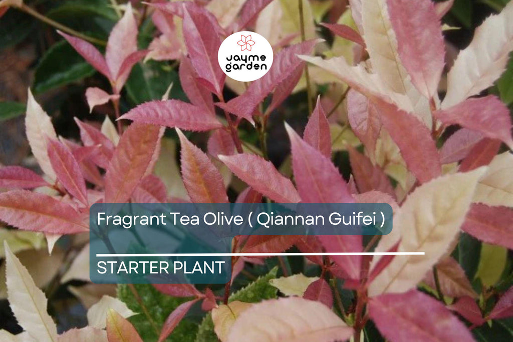 Noble Lady Fragrant Tea Olive | Qiannan Guifei Osmanthus Starter Plant | Stunning Pink & White Foliage | Rare Fragrant Shrub