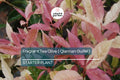 Noble Lady Fragrant Tea Olive | Qiannan Guifei Osmanthus Starter Plant | Stunning Pink & White Foliage | Rare Fragrant Shrub