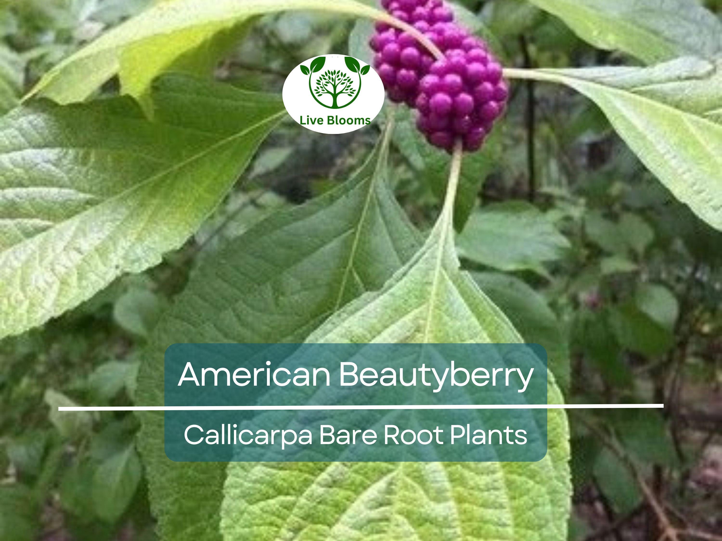 1 American Beautyberry – Live Bare Root Plant – Callicarpa americana – Native Shrub with Edible Purple Berries for Wildlife & Garden