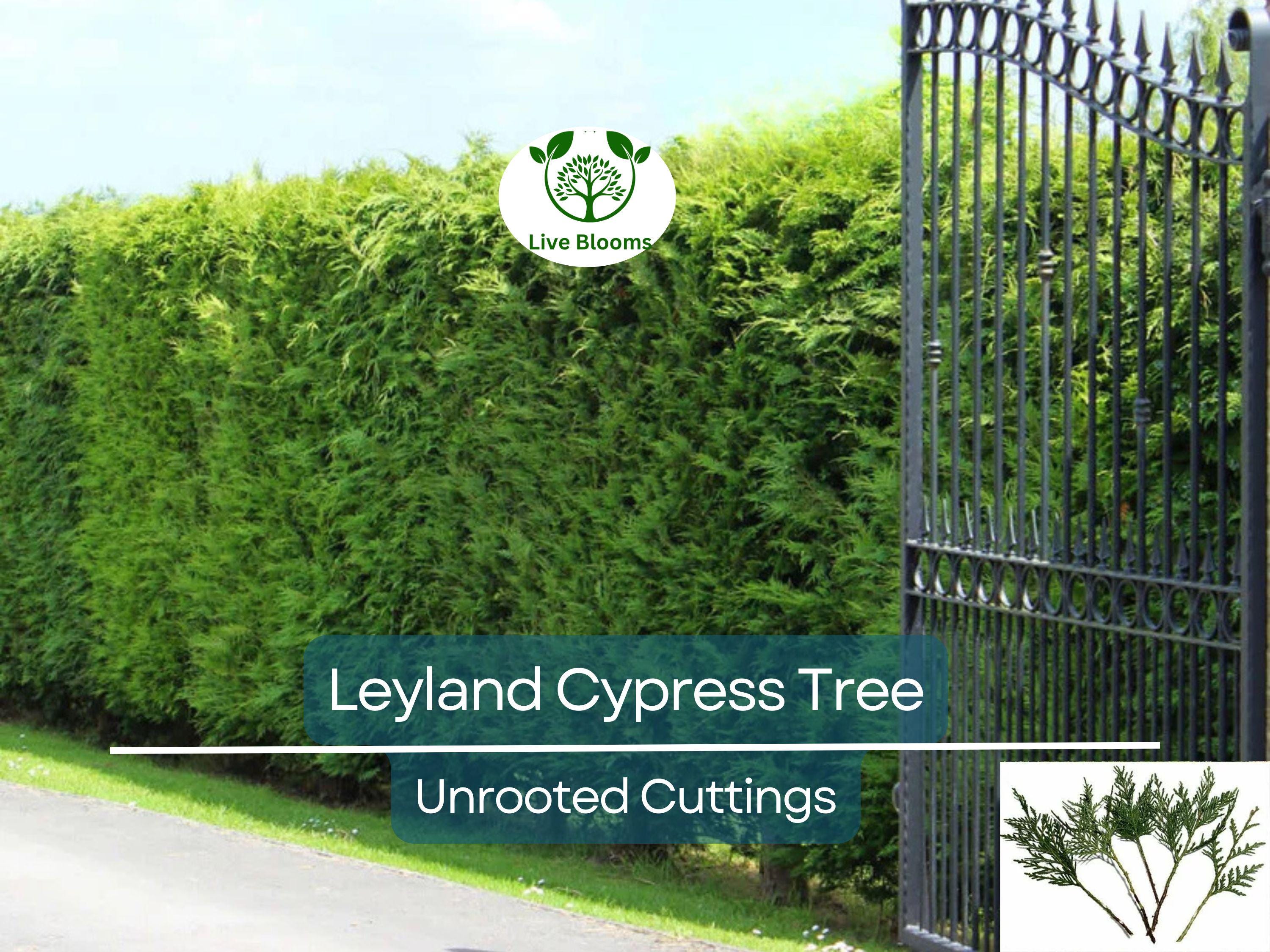15 Leyland Cypress Tree Unrooted Cuttings 6-7" | Cupressus × leylandii, Privacy Hedge, Fast-Growing Evergreen
