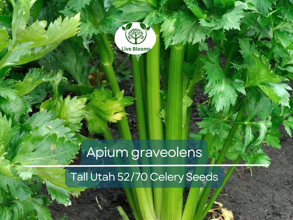 2500 Seeds Celery Tall Utah 52/70 - Apium graveolens | Heirloom Celery for Planting, Gardening Crisp Stalks for Cooking & Salads