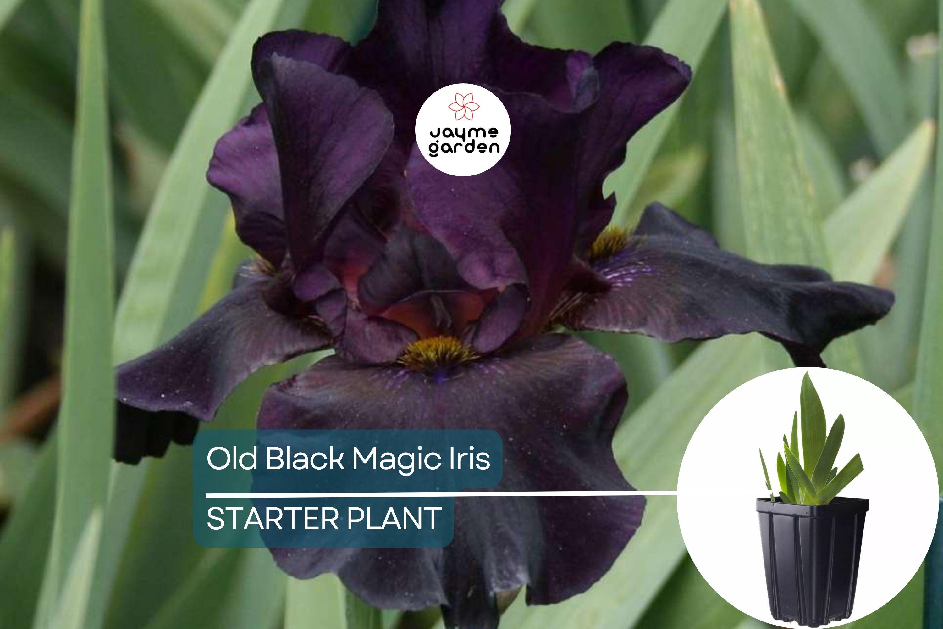 Old Black Magic Iris – Quart Pot | Fragrant Black Flowers | Hardy Perennial | Zones 3-10