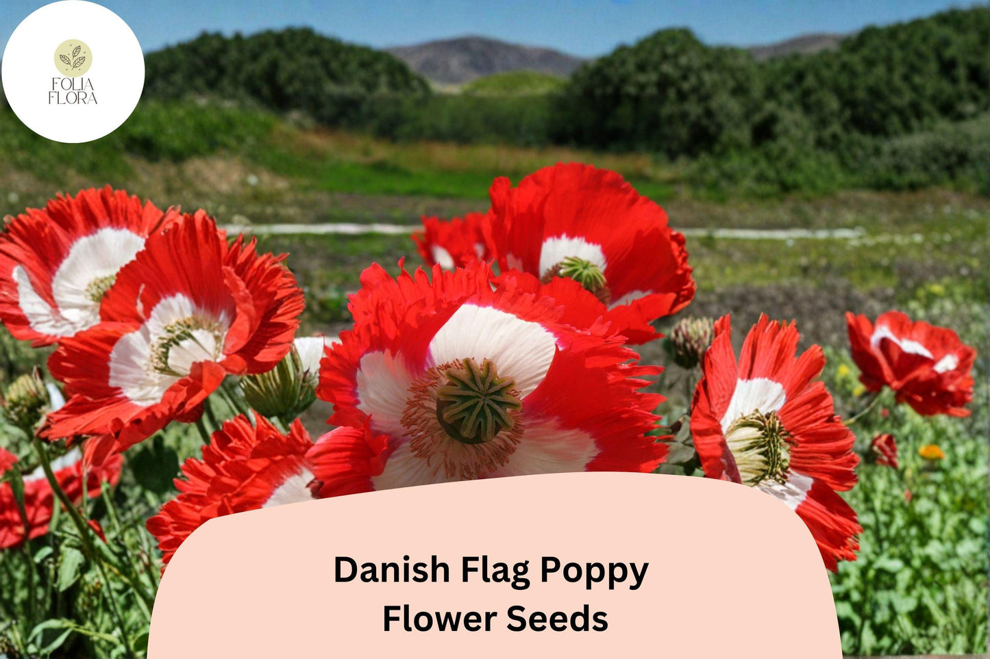 200+ Danish Flag Poppy Seeds for Garden Planting - Striking Red & White Blooms