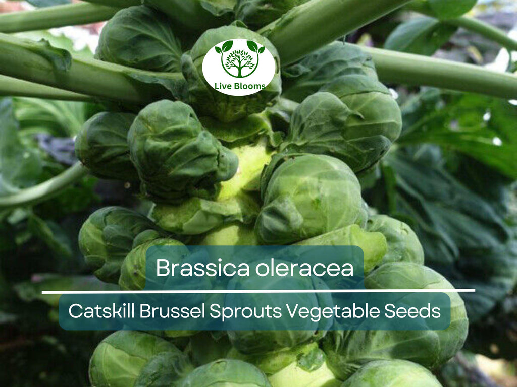 250 Seeds Catskill Brussel Sprouts - Brassica oleracea | Heirloom Variety for Planting, Gardening & Nutritious Harvest