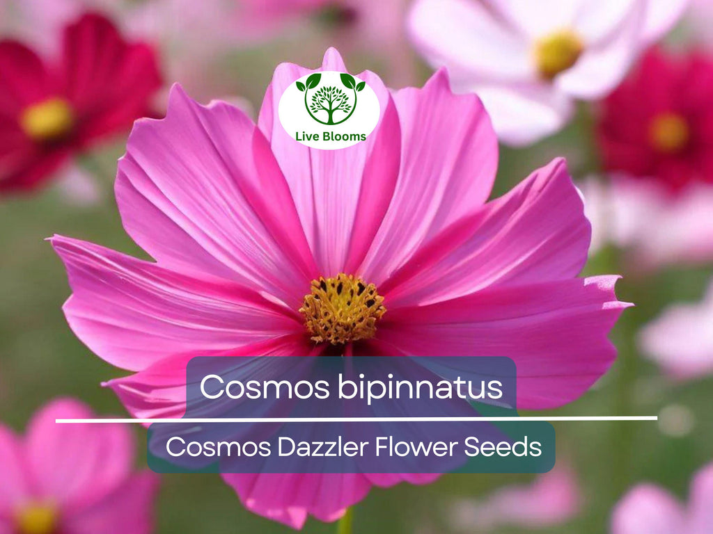 1 Gram Seeds Cosmos Dazzler for Planting | Cosmos bipinnatus Vibrant Pink Blooms for Gardens, Pollinator Habitats & Decorative Landscaping