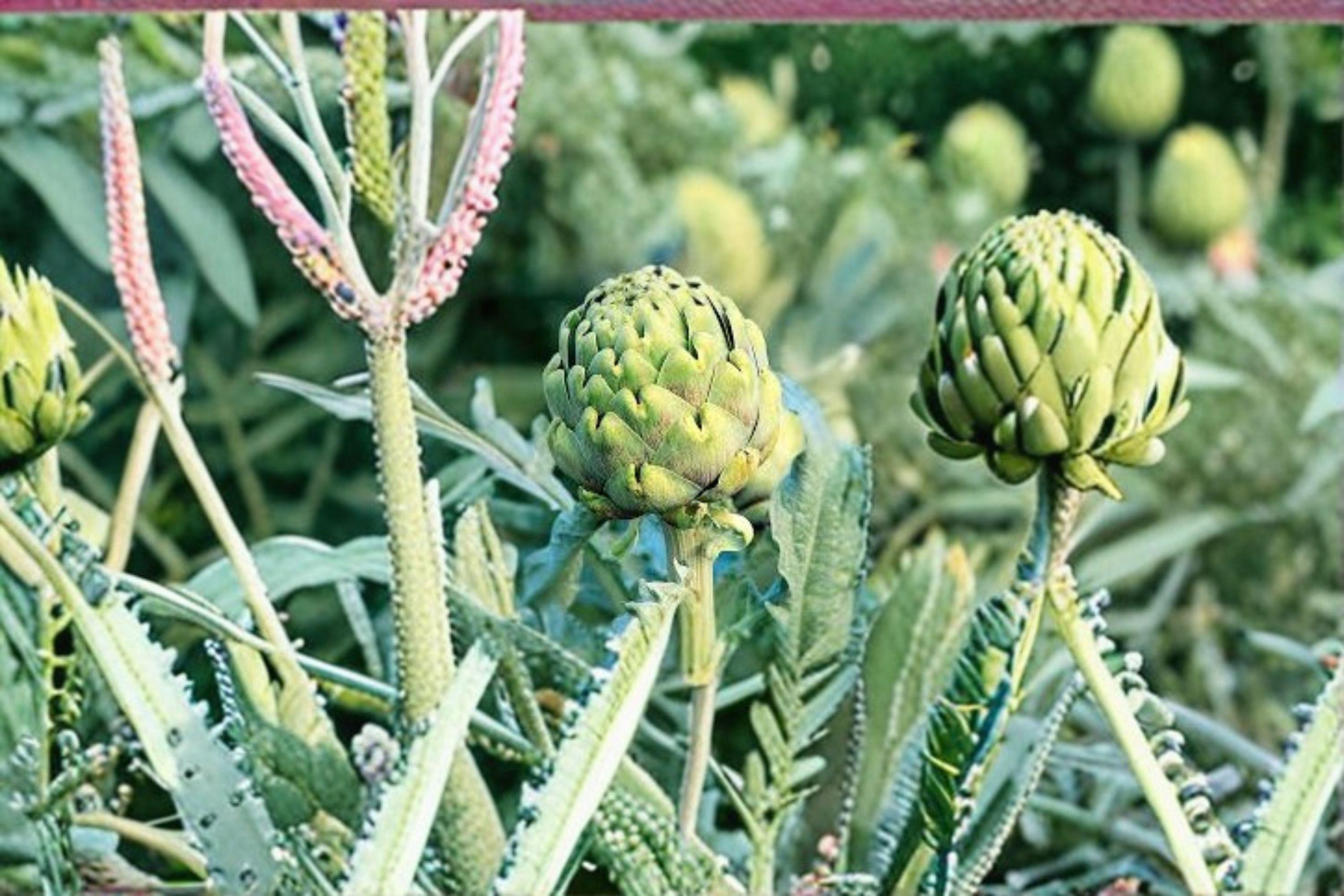 Artichoke – Green Globe 10 Seeds | Heirloom Vegetable | Large Tender Buds | Edible & Ornamental Perennial