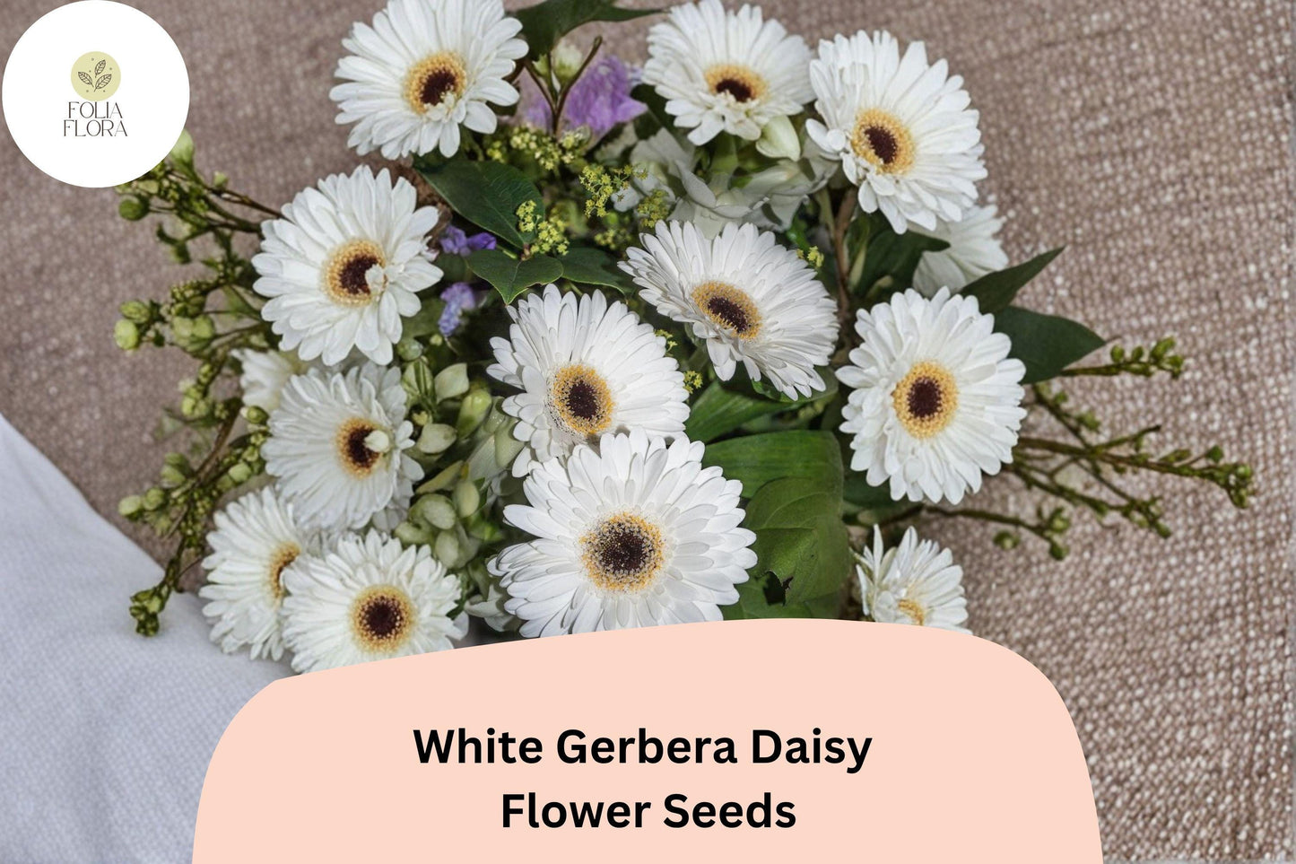 200+ White Gerbera Daisy Seeds | Gerbera jamesonii | Elegant White Blooms | Beautiful Garden or Cut Flowers
