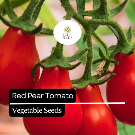 30 Red Pear Tomato Seeds – Heirloom, Non-GMO, Sweet & Juicy, High-Yield Cherry Tomato