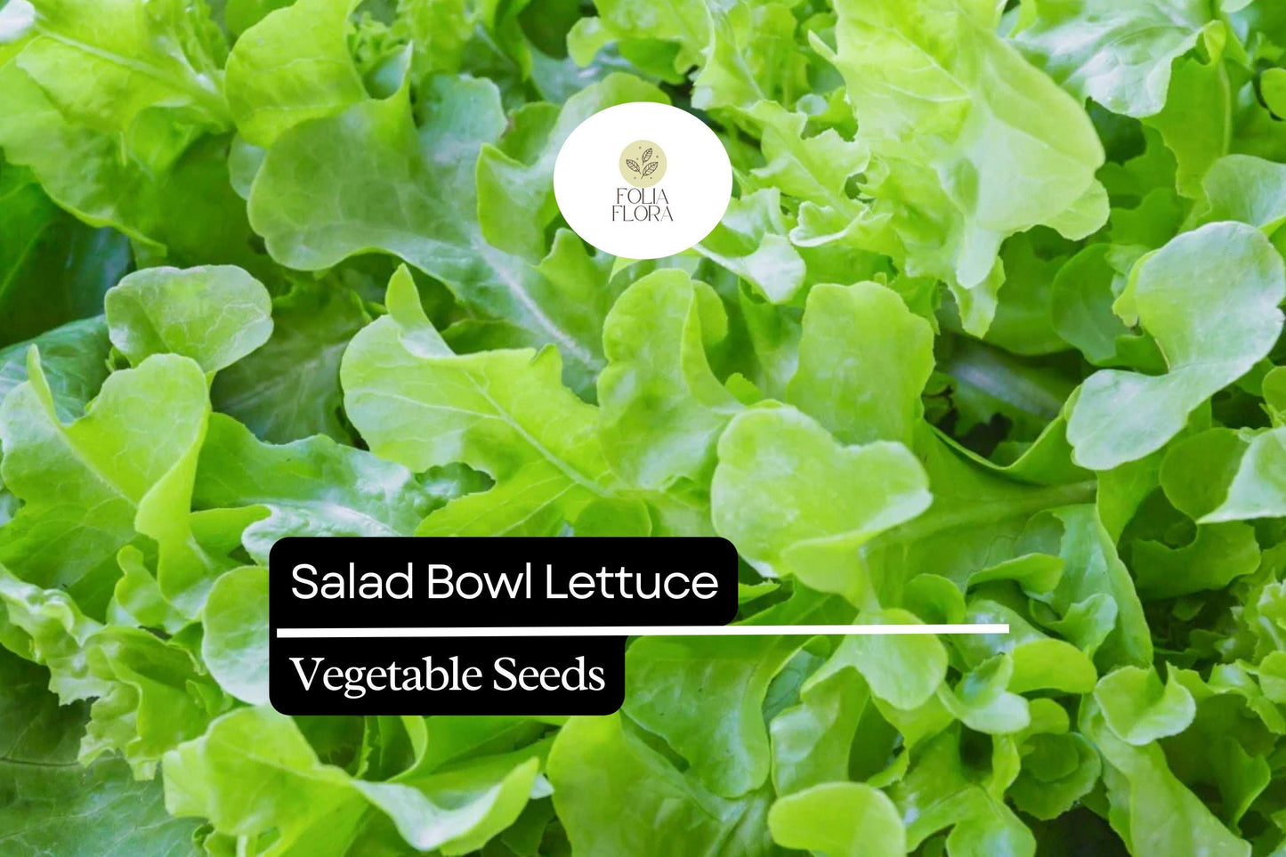 1000 Salad Bowl Lettuce Seeds – Lactuca sativa – Heirloom, Tender & Mild, Heat-Tolerant