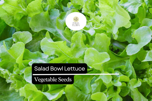 1000 Salad Bowl Lettuce Seeds – Lactuca sativa – Heirloom, Tender & Mild, Heat-Tolerant