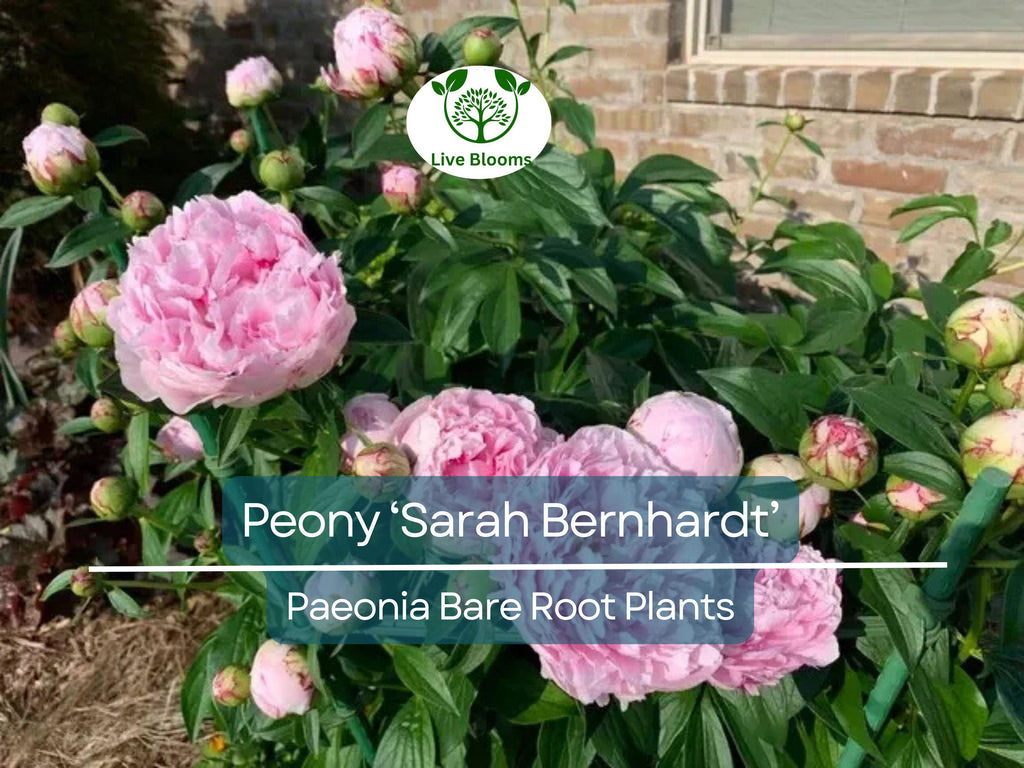 1 Peony ‘Sarah Bernhardt’ – Bare Root Live Plant – Pink Double Blooms – Classic Fragrant Perennial Flowering Bush
