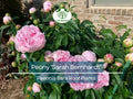 1 Peony ‘Sarah Bernhardt’ – Bare Root Live Plant – Pink Double Blooms – Classic Fragrant Perennial Flowering Bush
