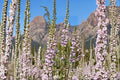 Penstemon palmeri – Palmer’s Penstemon 50 Seeds | Showy Native Wildflower | Fragrant Pink Blooms | Drought-Tolerant Perennial