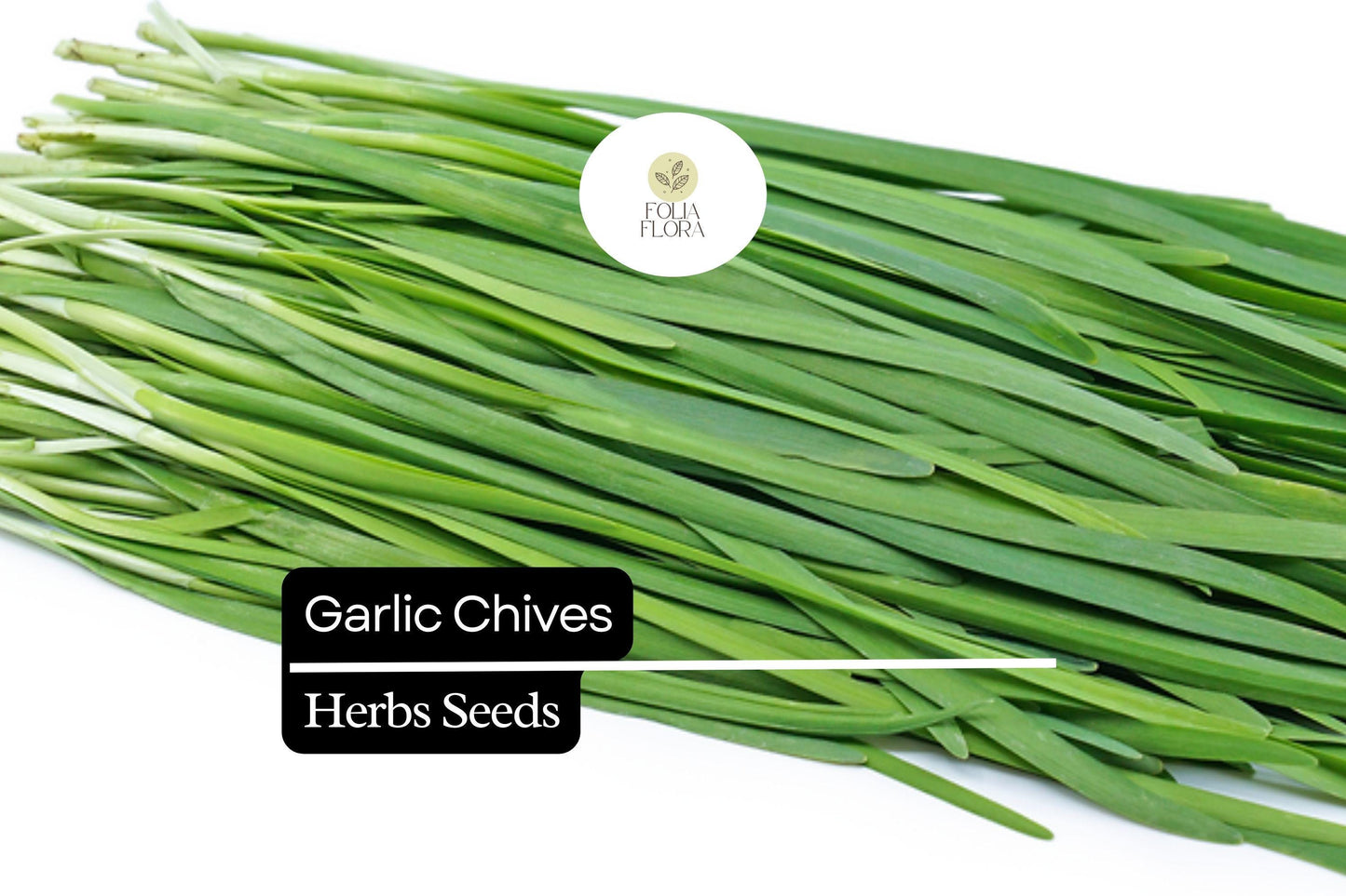 150 Garlic Chive Herb Seeds – Allium tuberosum – Mild Garlic Flavor, Perfect for Cooking, Garnishes & Salads, Easy to Grow, Non-GMO