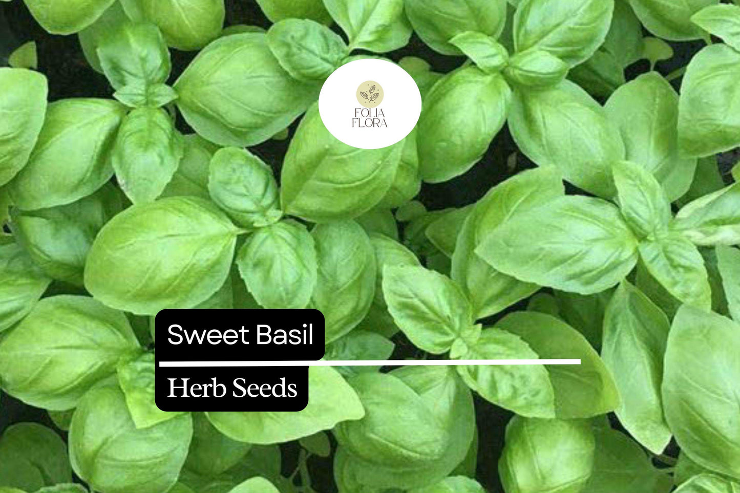 25 Seeds Sweet Basil (Ocimum basilicum) | Aromatic Herb for Cooking, Pesto & Salads | Easy to Grow, Heirloom, High-Yield Herb Plant