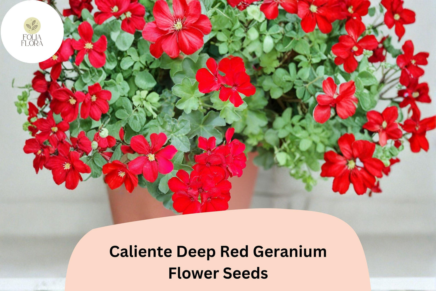 25+ Caliente Deep Red Geranium Seeds | Bold Scarlet Ivy Zonal Hybrid | Garden & Hanging Basket Flower
