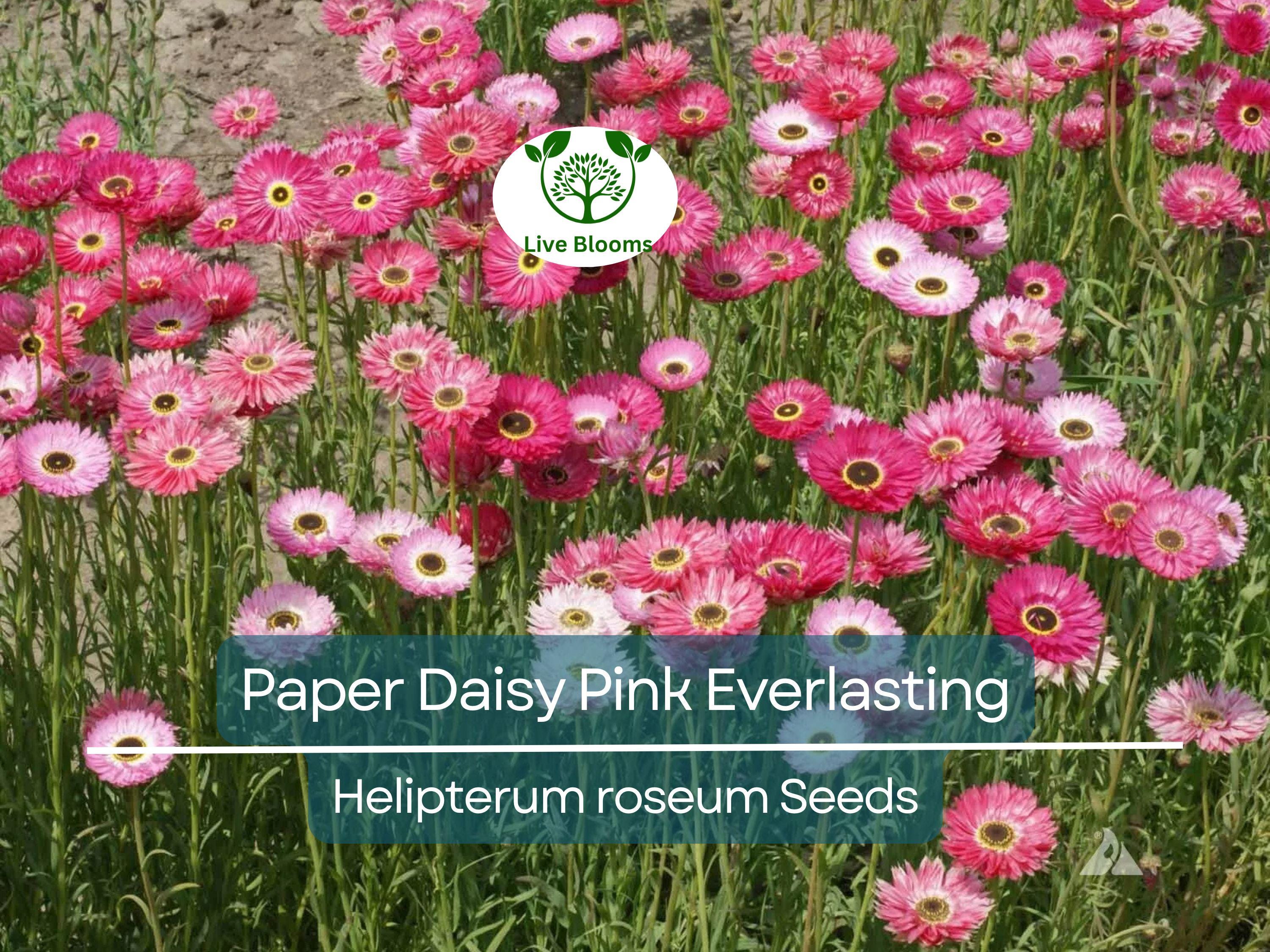 200 Seeds Paper Daisy Pink Everlasting Flower for Florists & Crafters, Pollinators, Non-GMO, Helipterum roseum, Long-lasting Blooms