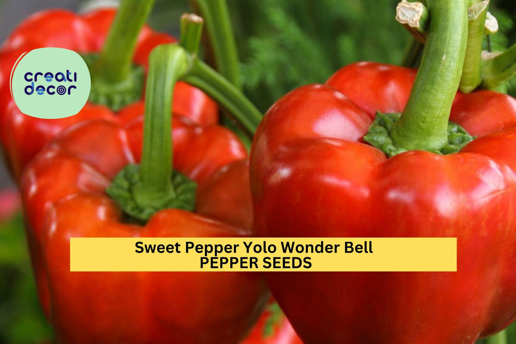 3pcs of 300mg Yolo Wonder Bell Pepper Seeds – Sweet, Blocky Green Peppers for Containers, Raised Beds, and Home Gardens Seeds for Planting