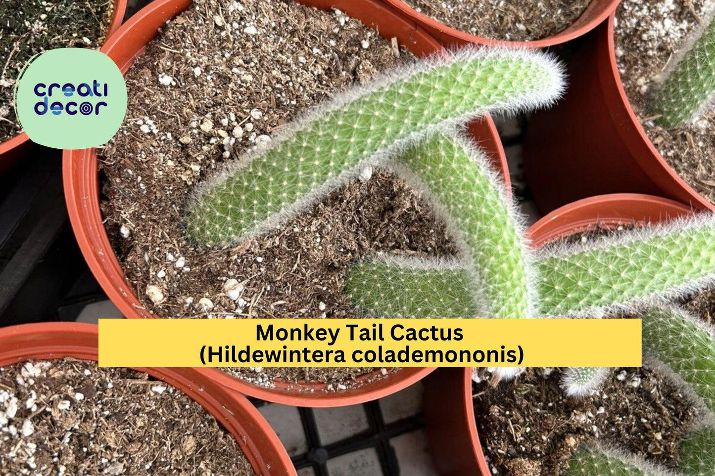 Monkey Tail Cactus Live Plant – Hildewintera colademononis 4" Pot, Fuzzy Hanging Cactus with Long Tails, Unique Succulent for Indoor Display