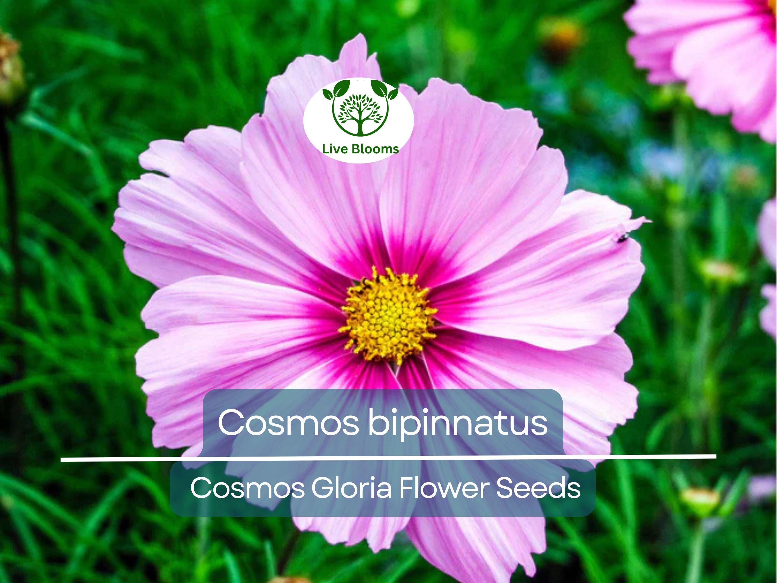1 Gram Seeds Cosmos Gloria for Planting | Cosmos bipinnatus Vibrant Annual Flower for Gardens, Pollinator Habitats & Decorative Landscaping